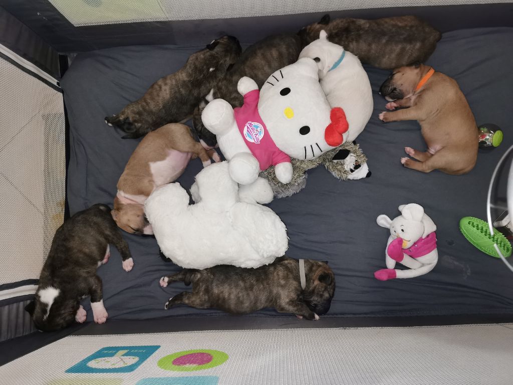 Eenie Meenie Miney Mo - Bull Terrier - Portée née le 14/12/2021