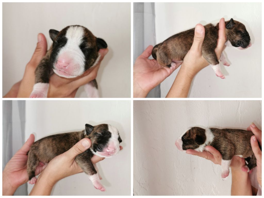 Chiots