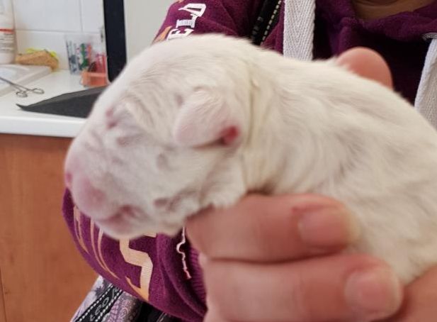 Eenie Meenie Miney Mo - Bull Terrier - Portée née le 04/12/2018