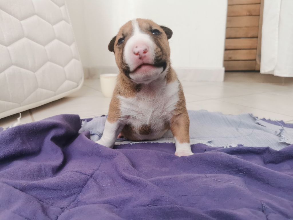 Eenie Meenie Miney Mo - Chiots disponibles - Bull Terrier