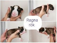 Ragnarok 
