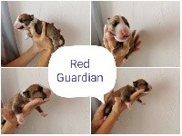 Red Guardian